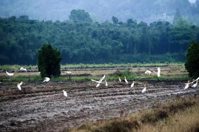 蓝城宋卫平上海小镇谈话