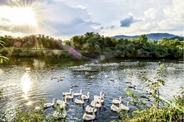 梦想无价,理想无价。做小镇是有门槛的,蓝城一定要以向善之心、向美之心把小镇做好。