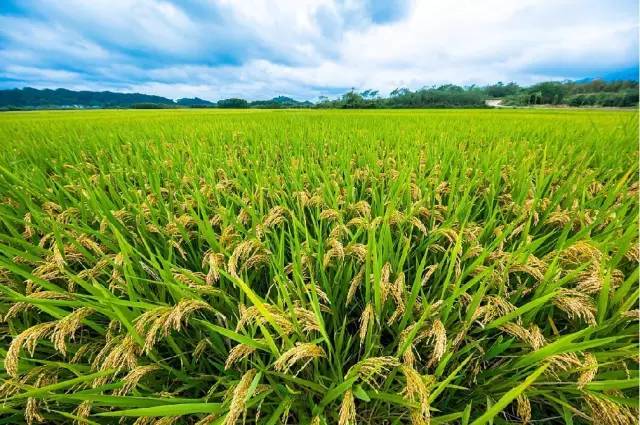 投身于美丽乡村、美丽城镇、美丽中国的建设事业