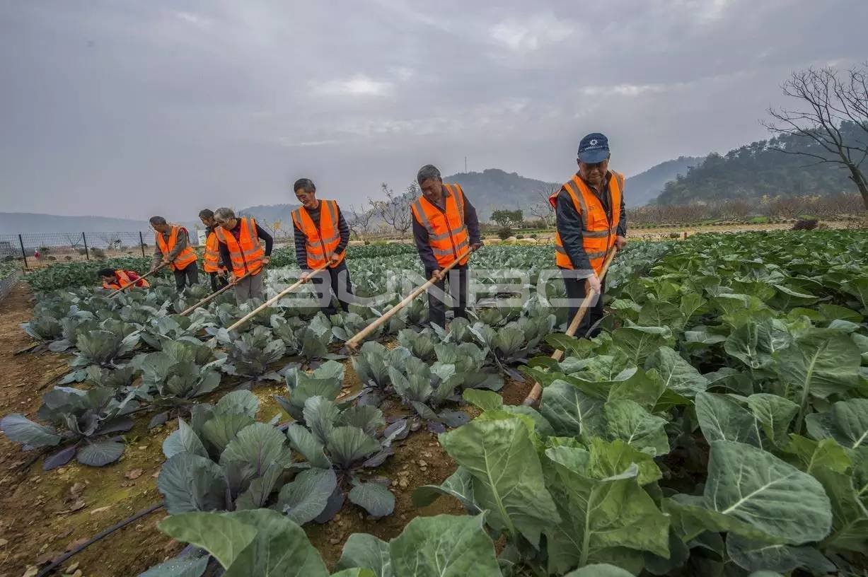 绿城宋卫平“理想小镇”样板农庄
