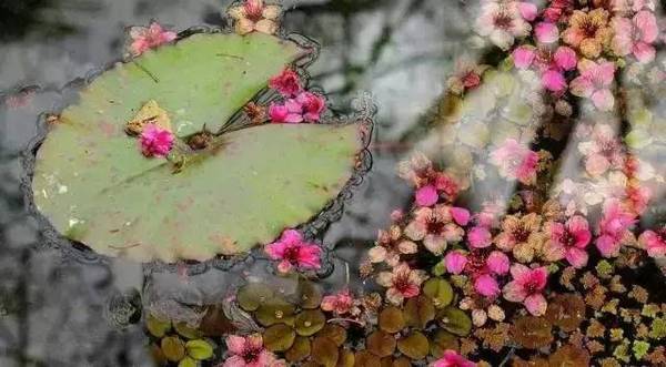 田园综合体的全球经验