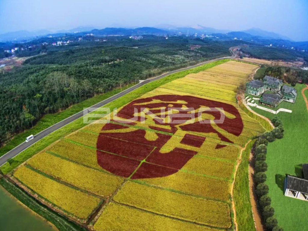 融创莫干溪谷实景照片:稻田艺术