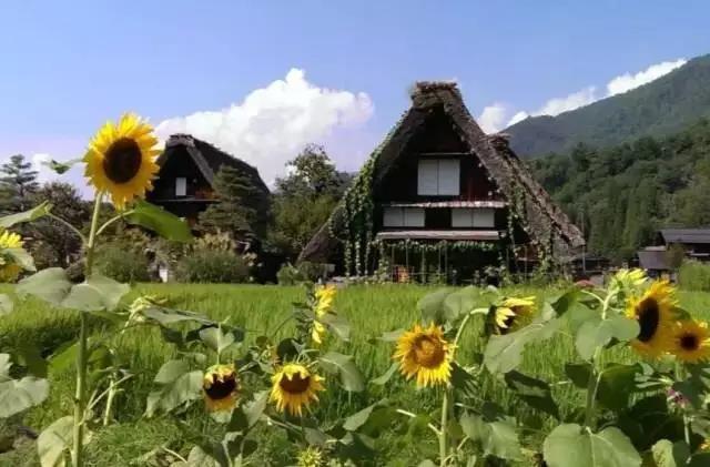 日本白川乡合掌村