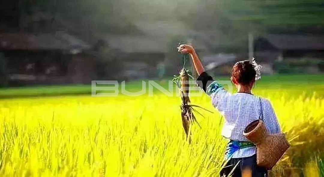 中国传统村落人类文明基因库