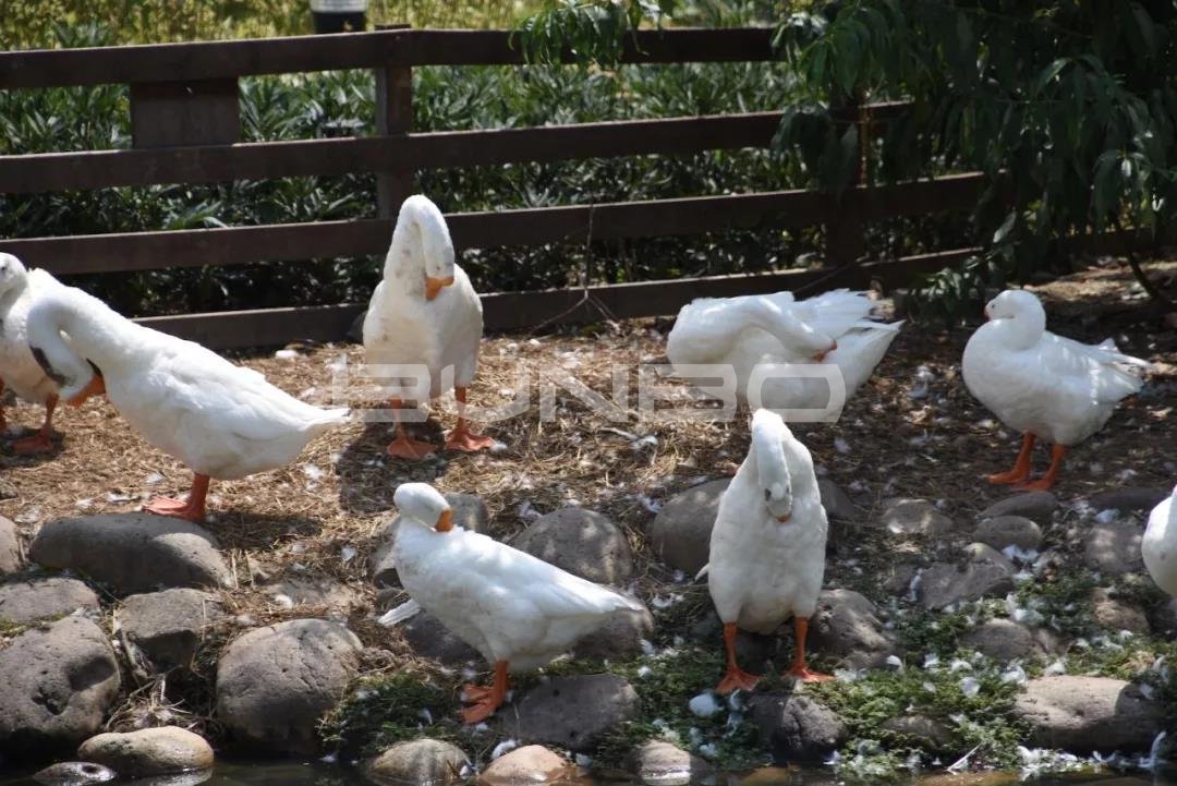 本埠城乡特色小镇考察之旅