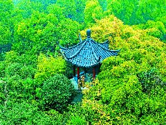 绿城安吉桃花源：归隐之路，世相传袭