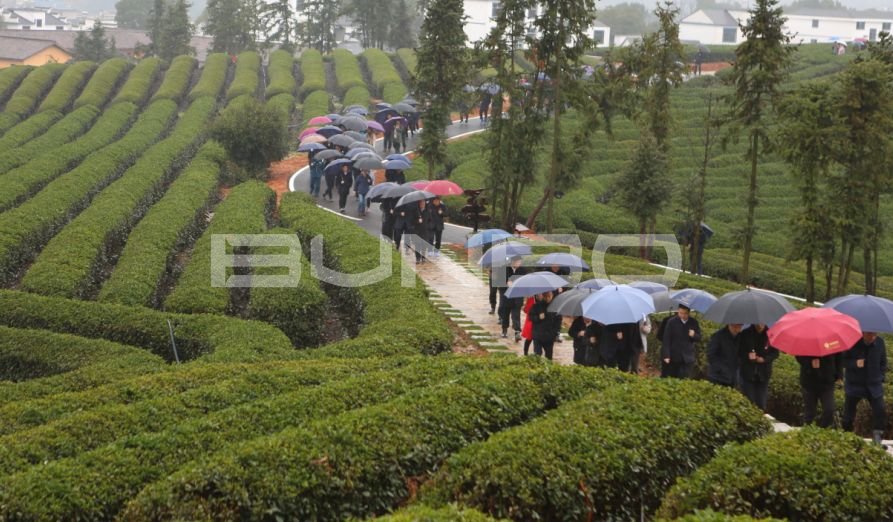 上饶白眉茶谷小镇