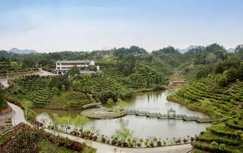 休宁县商山茶园