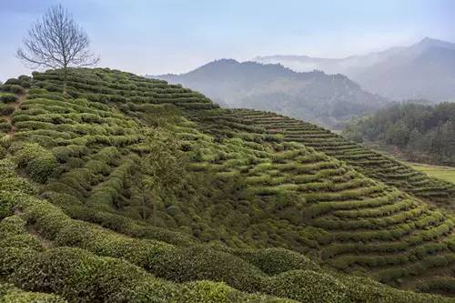 休宁县商山茶园