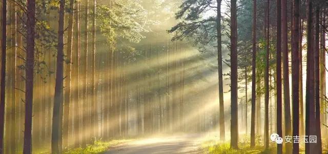 安吉玉园景观体系