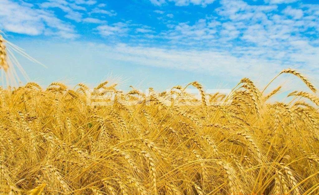 农产品中的农药残留