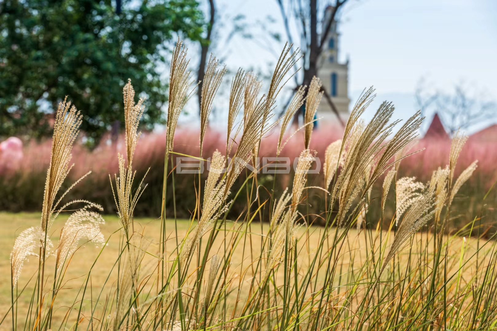 安南小镇花海实景照片