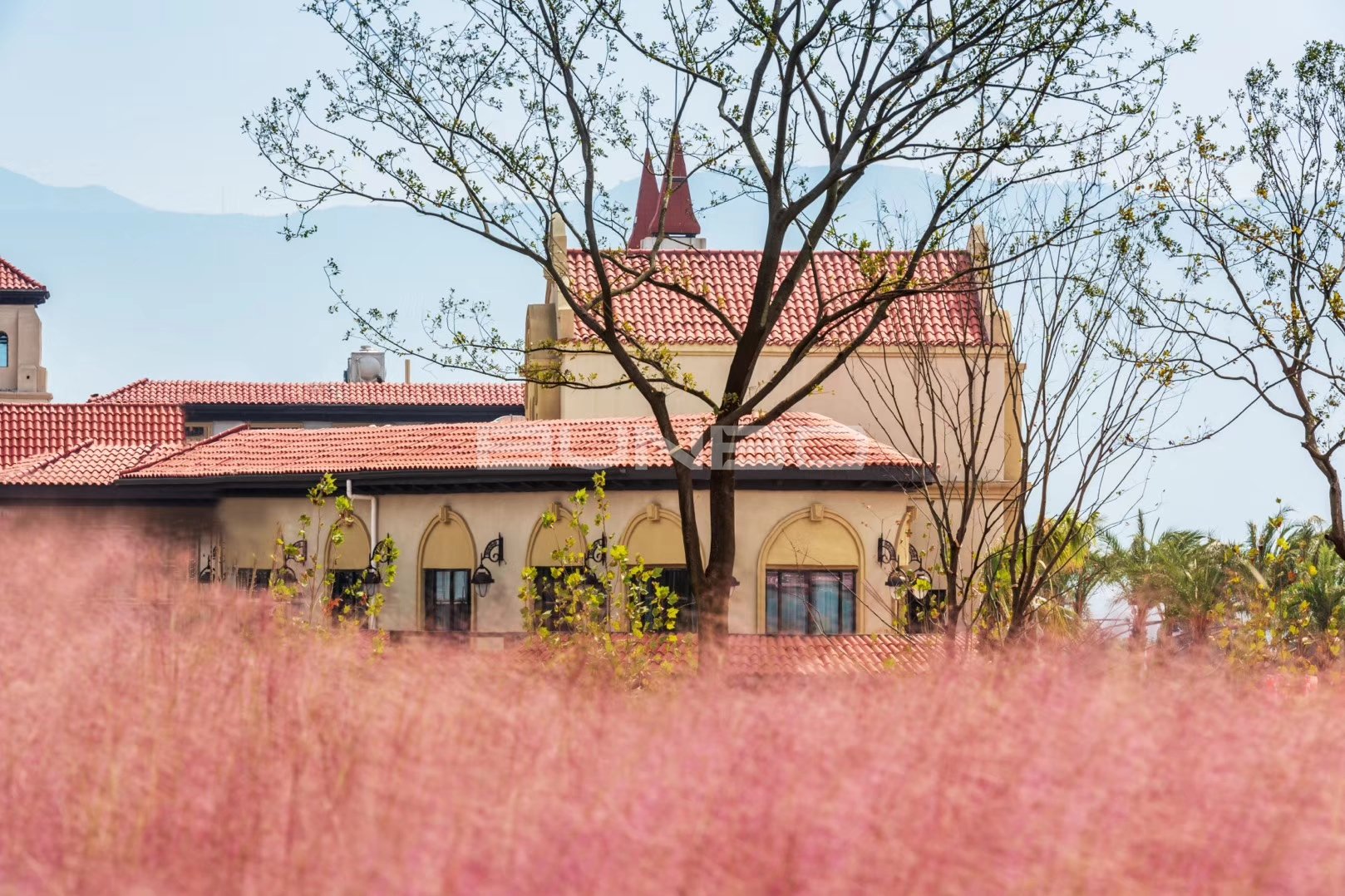 安南小镇花海实景照片