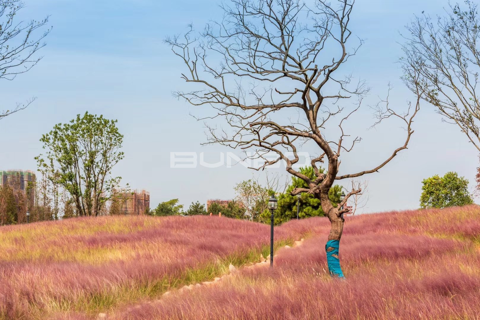 安南小镇花海实景照片