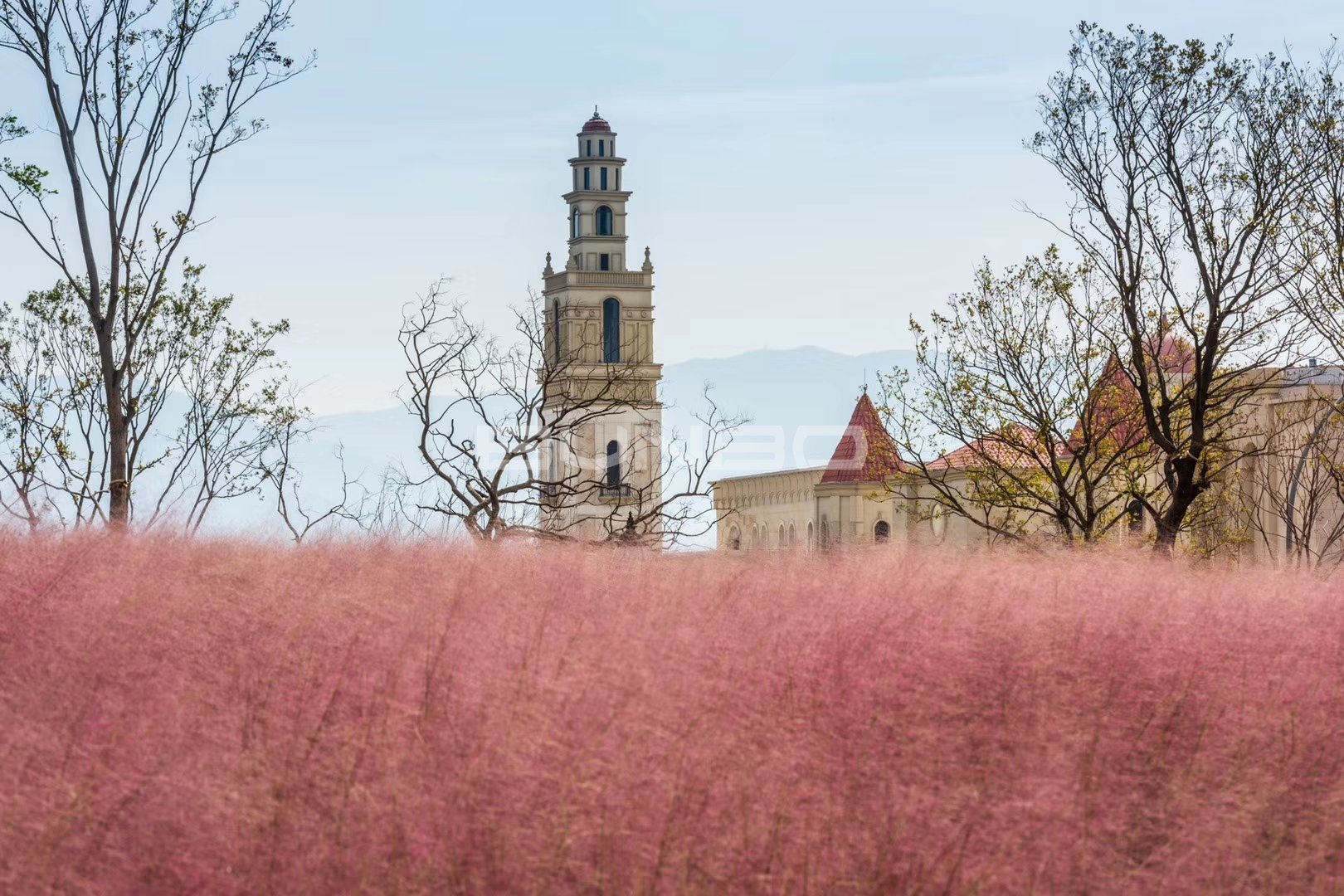 安南小镇花海实景照片