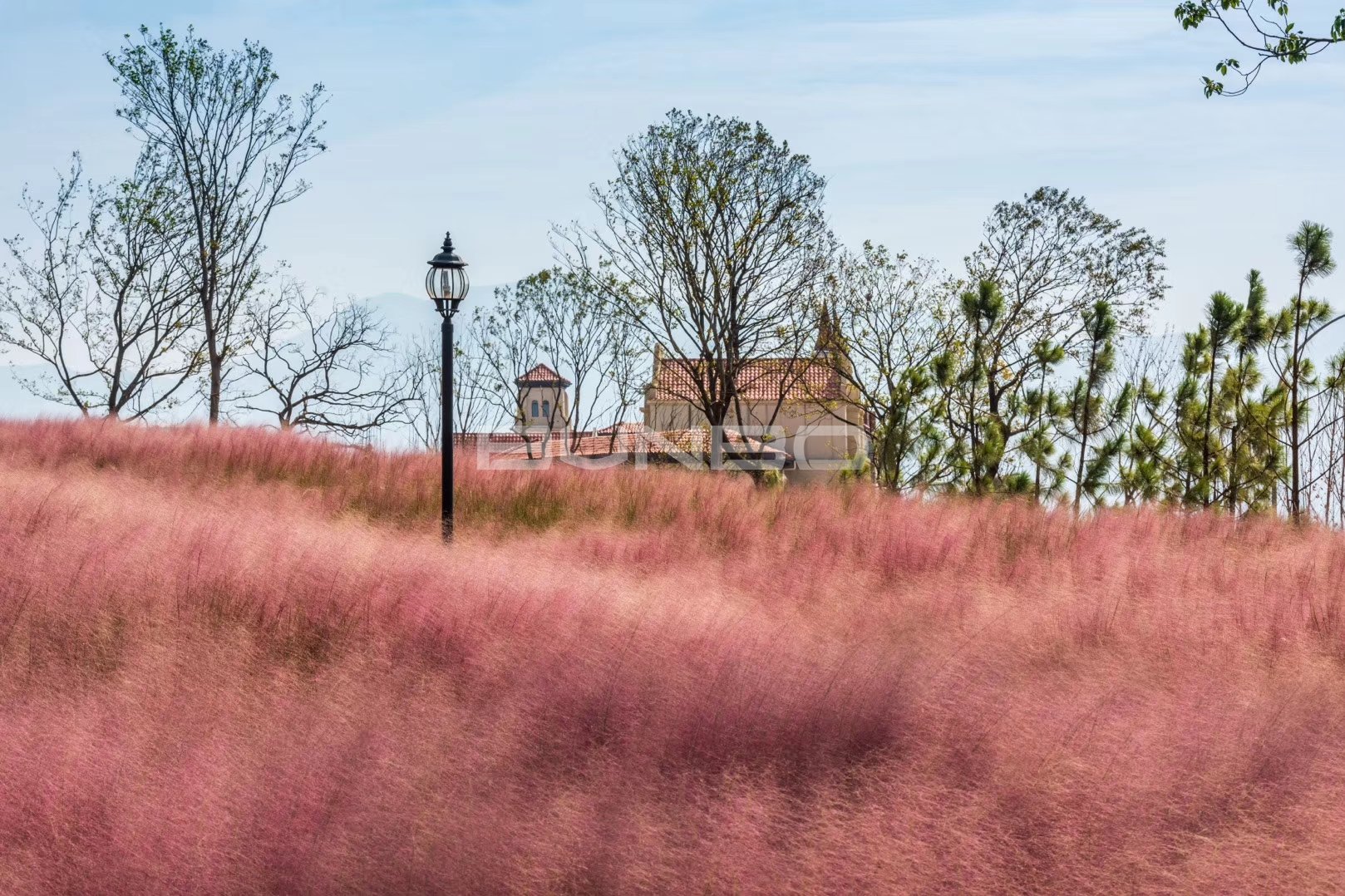 安南小镇花海实景照片