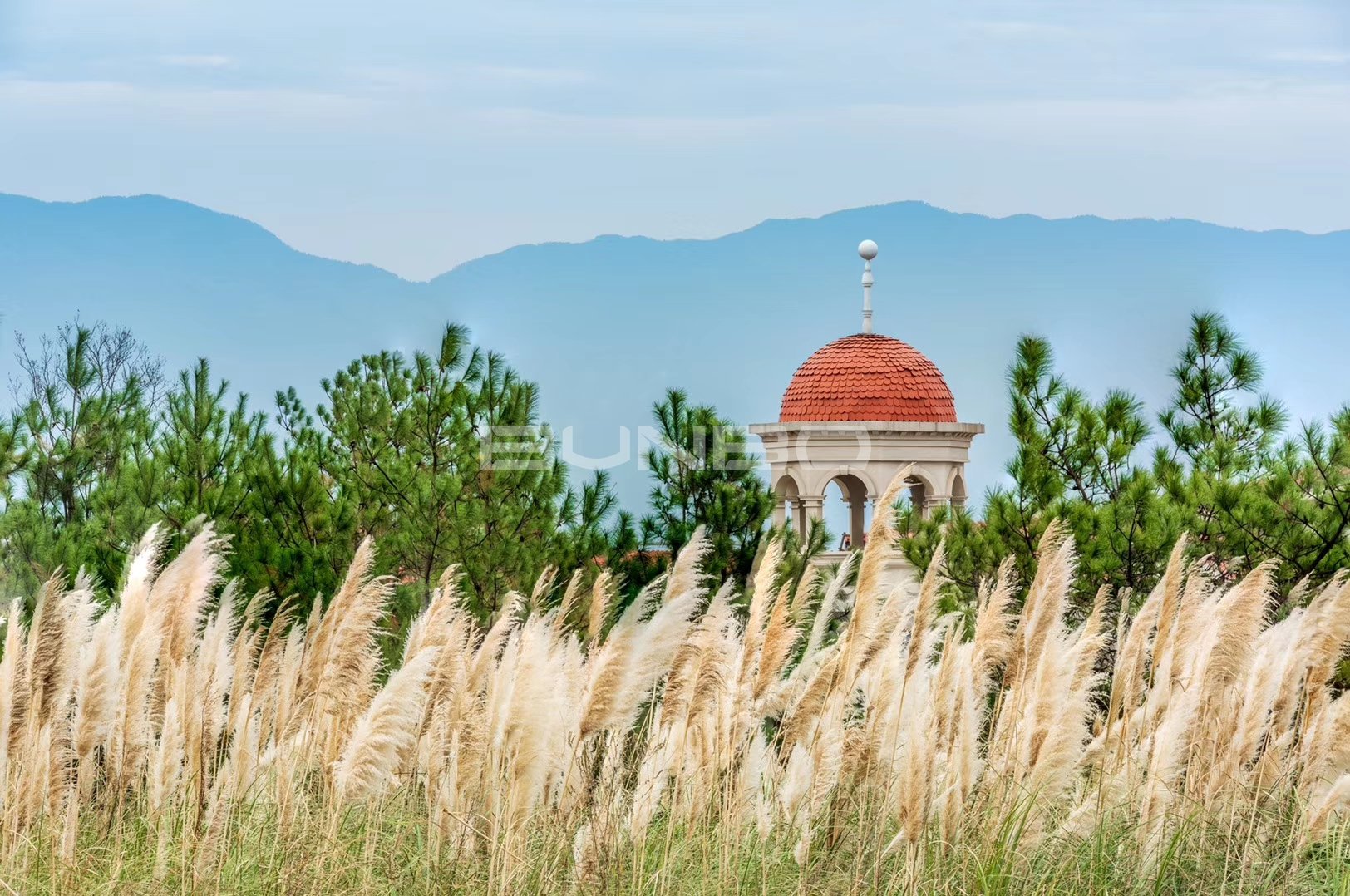 安南小镇花海实景照片