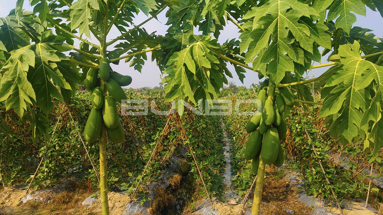 广州增城区石滩镇增江东岸连片规划