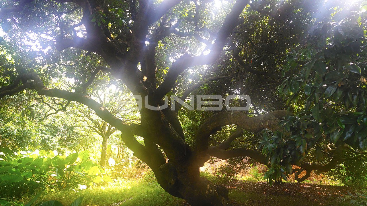 广州千年古荔枝林