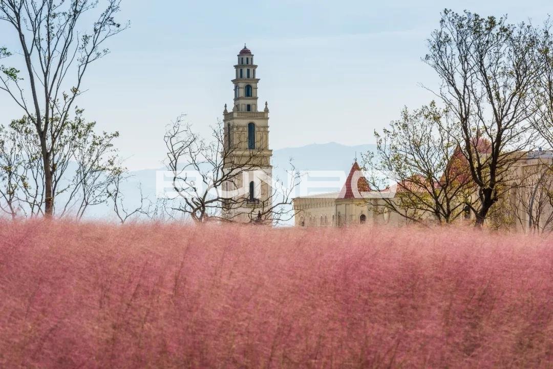 绿地安南小镇花海