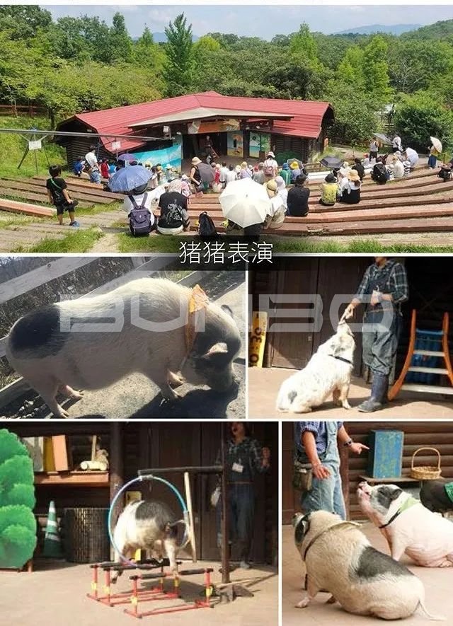 日本mokumoku猪主题农场乐园