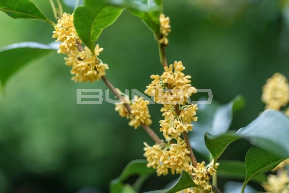 咸宁梓山湖:绿地梓湾国际健康城