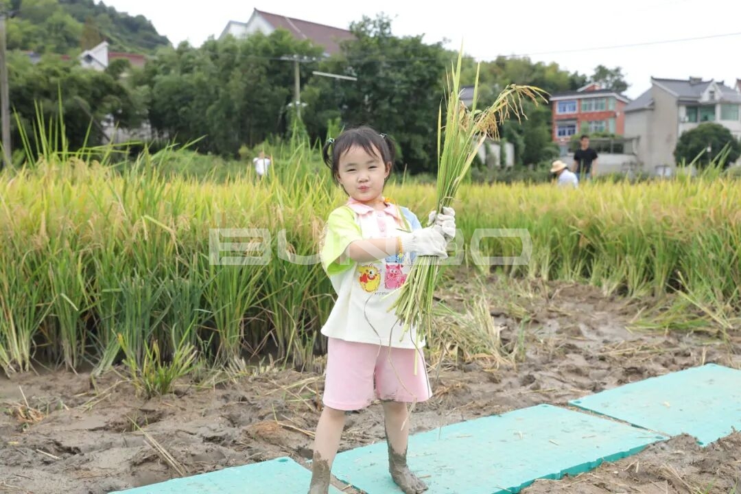 杭州稻麦研学之秋收