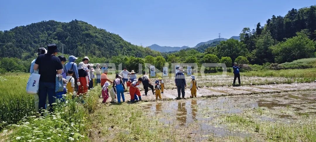 杭州稻麦研学之春耕