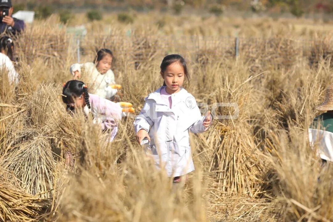 杭州农库草垛乐园