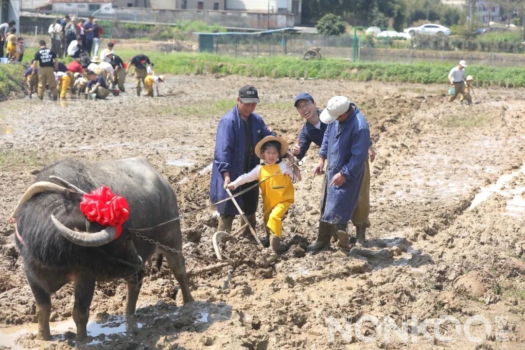 春耕大典水牛犁田
