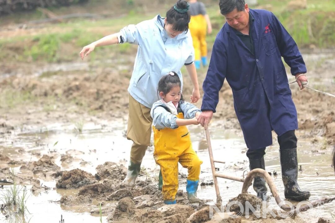 家长小孩一起参加春耕大典水牛犁田