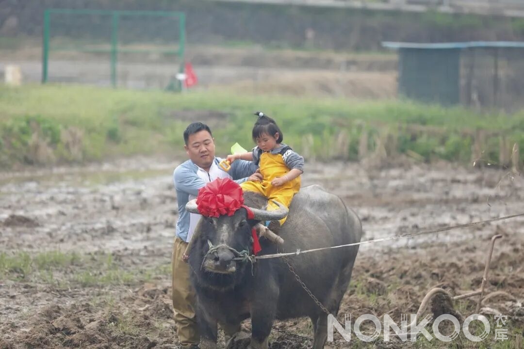春耕大典骑大牛