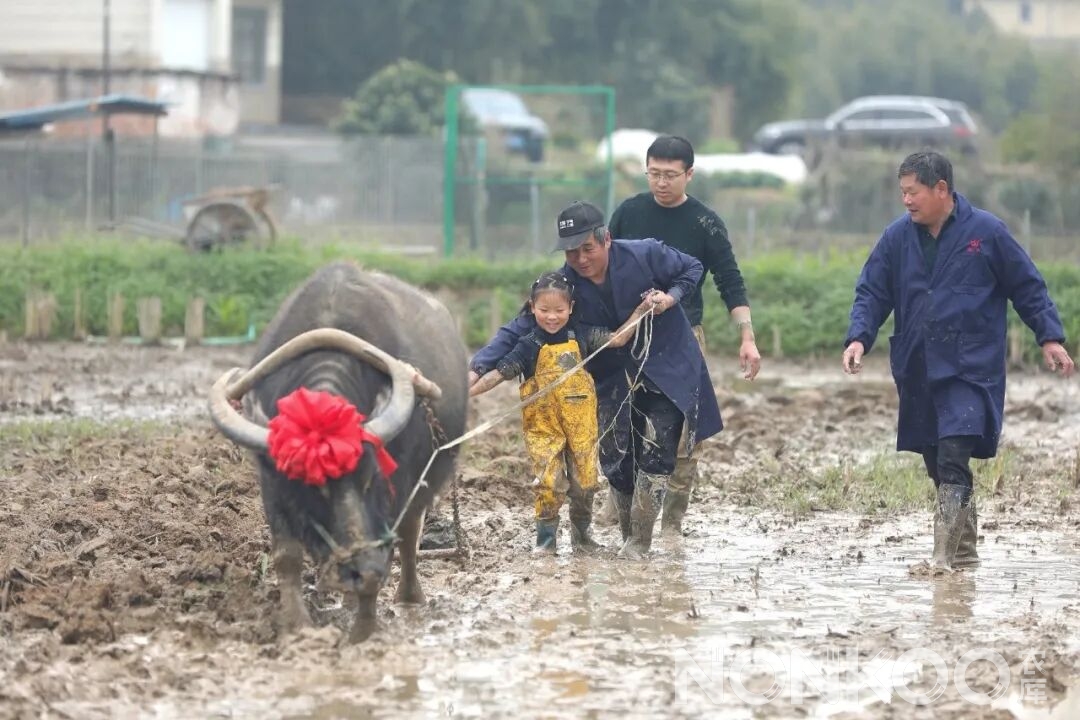 稻麦研学之水牛犁田