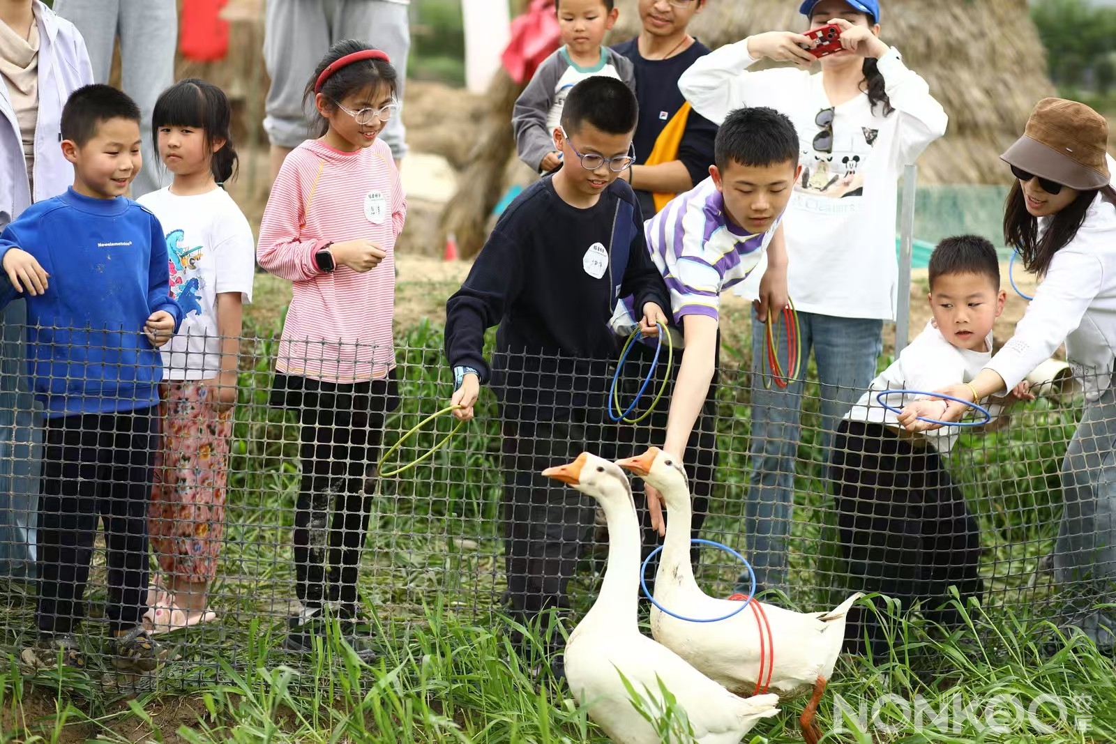 农库作物公园稻麦研学第二季
