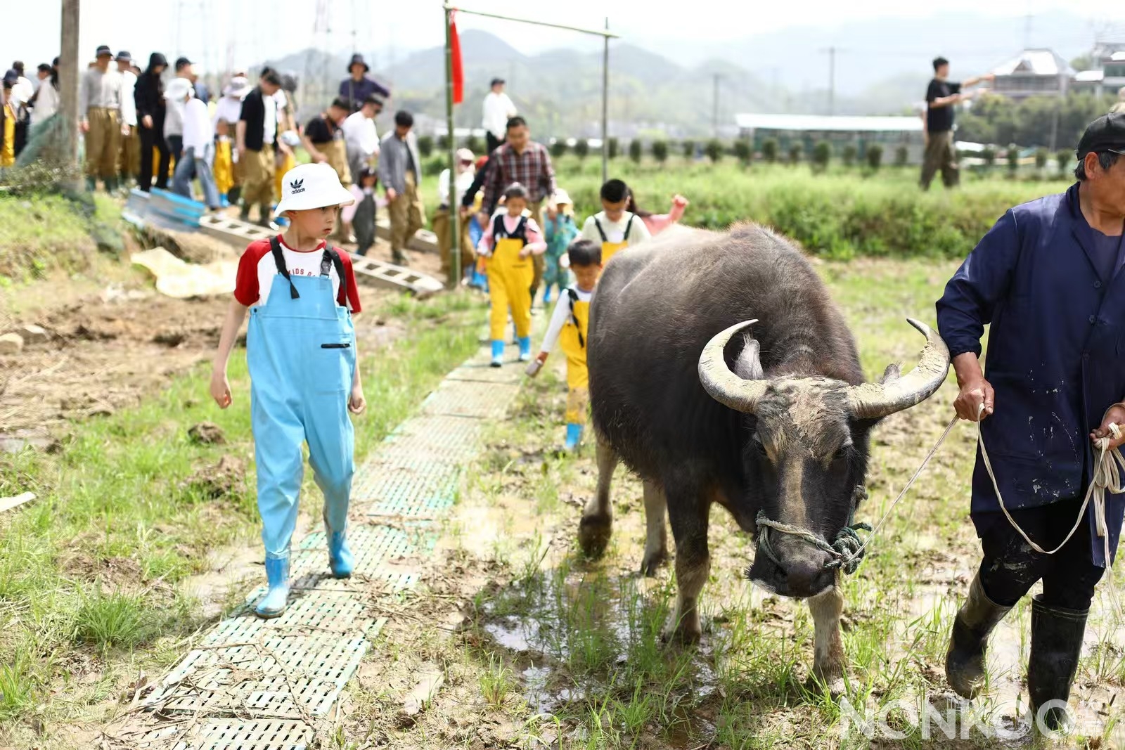 农库作物公园春耕大典之水牛犁田