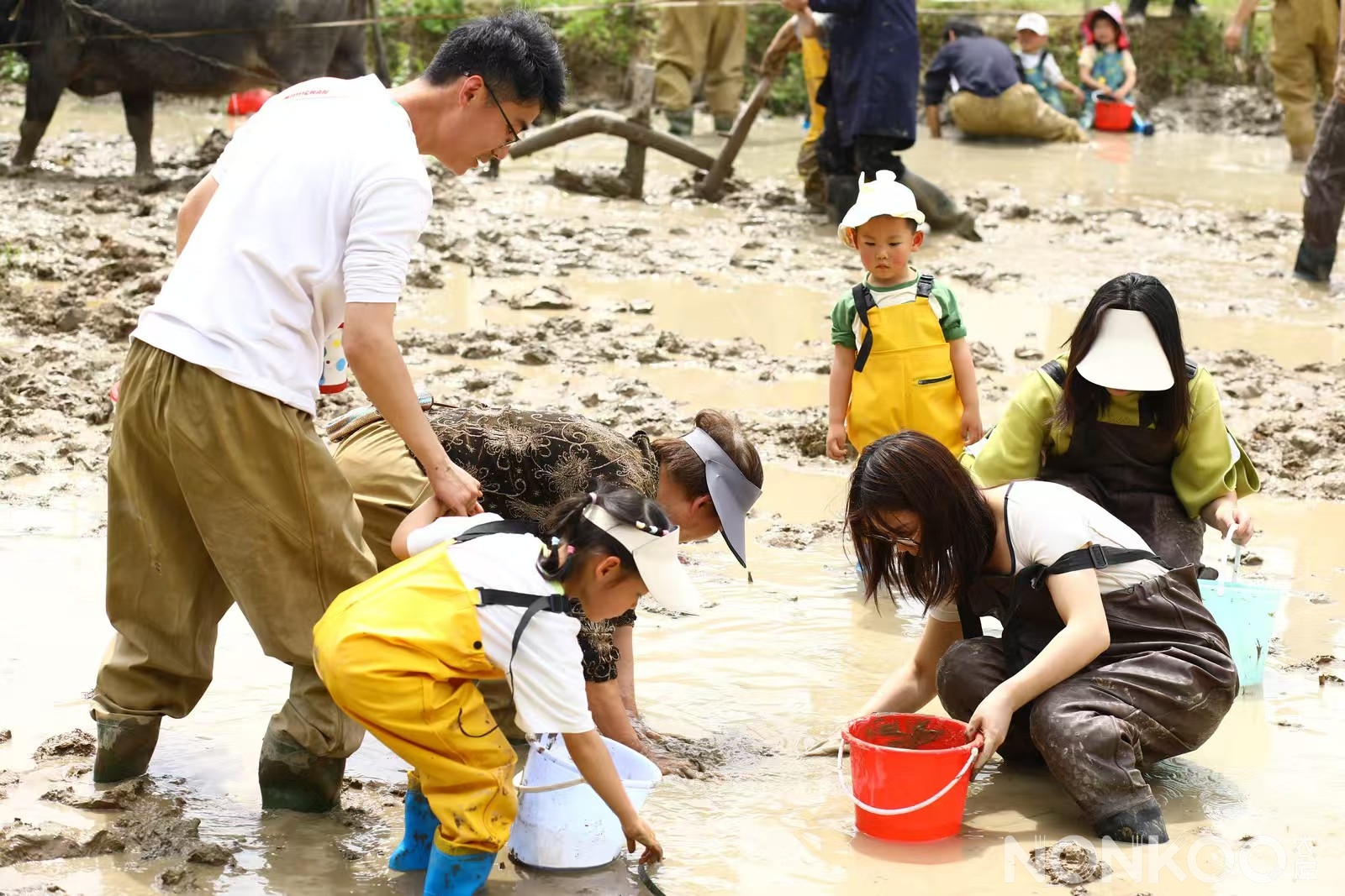 农库作物公园稻麦研学第二季