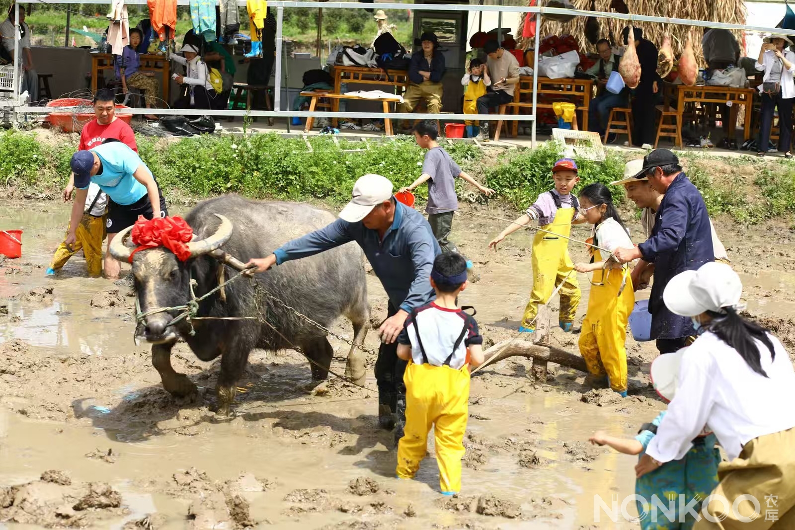 农库作物公园稻麦研学第二季