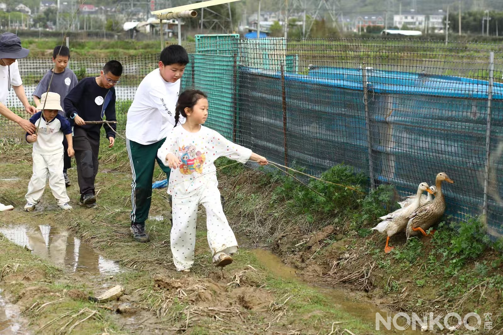 农库作物公园稻麦研学第二季