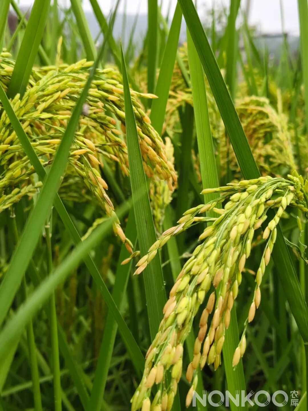 农库作物公园实景照片