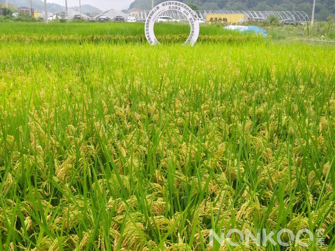 农库作物公园实景照片