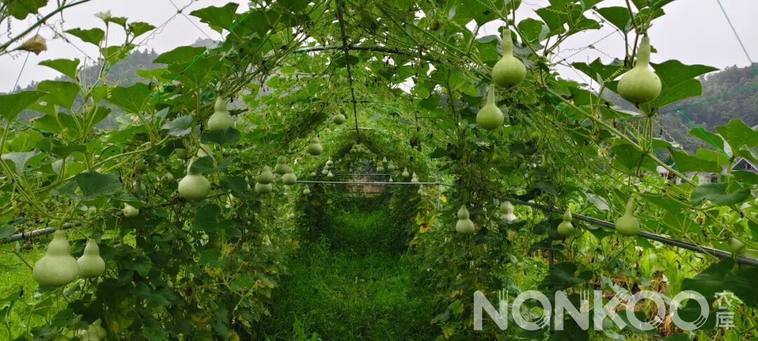 农库作物公园实景照片