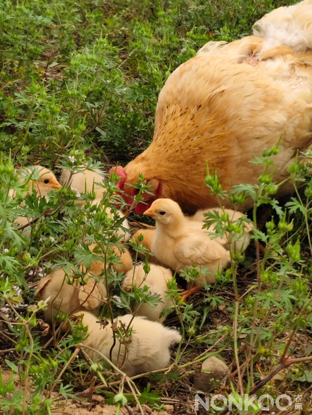 农库作物公园实景照片
