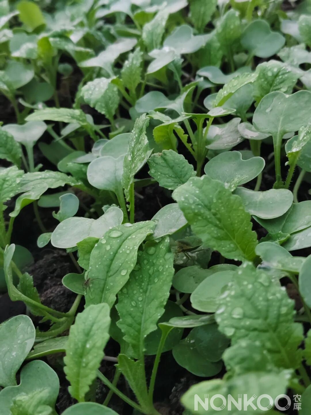 农库作物公园实景照片