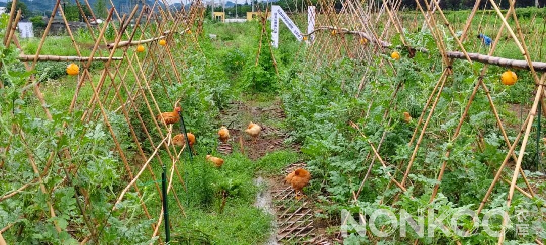 农库作物公园实景照片