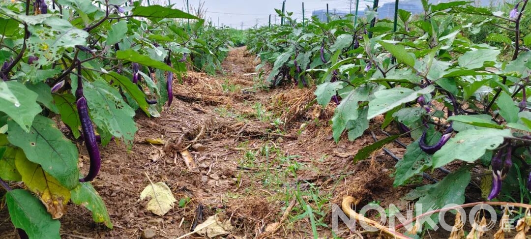 农库作物公园实景照片