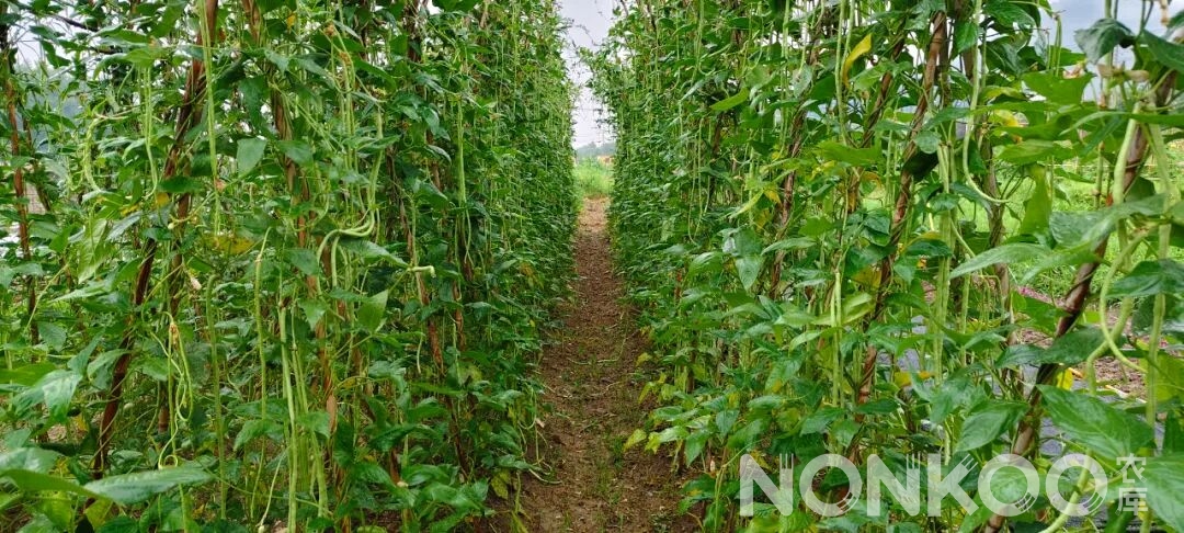 农库作物公园实景照片