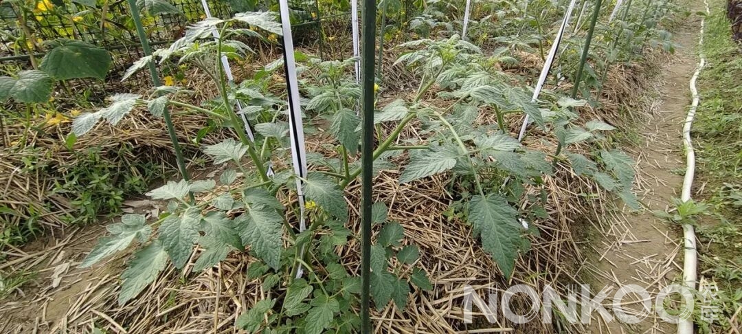 无限生长型小番茄,农库作物公园