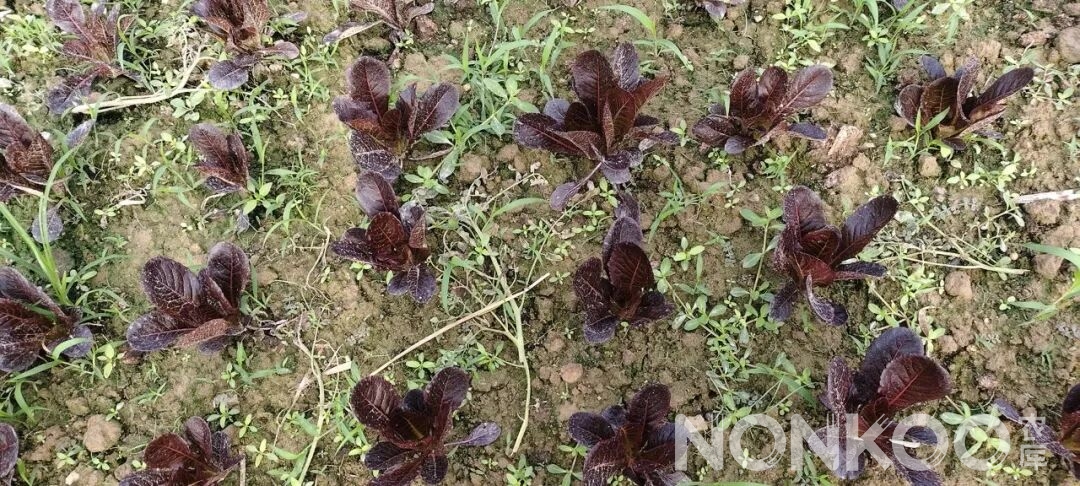 咖啡香麦菜,农库作物公园