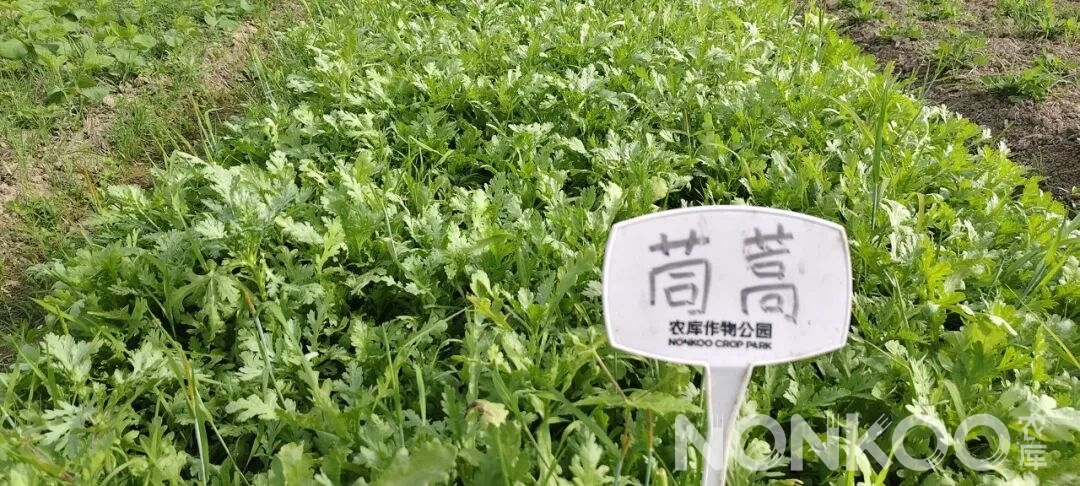 茼蒿,农库作物公园