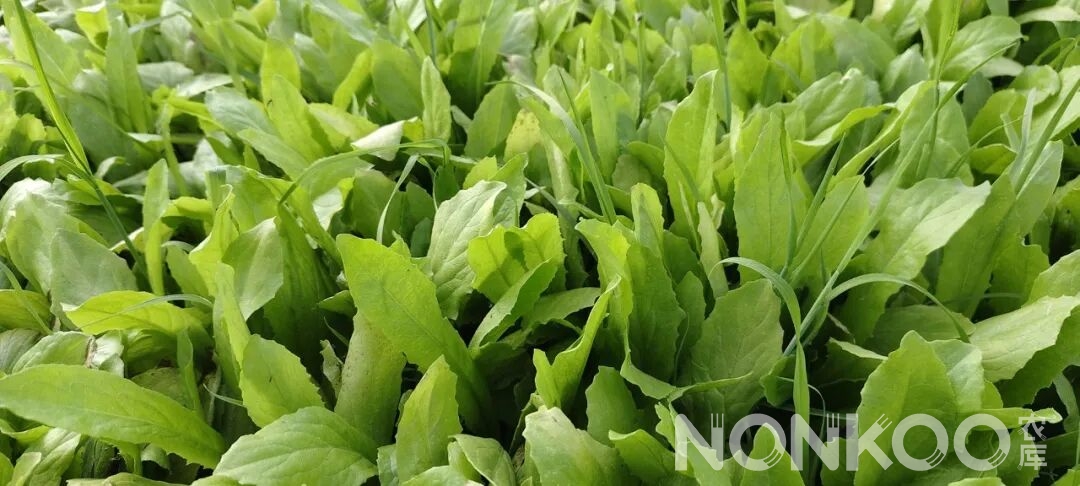 油麦菜,农库作物公园